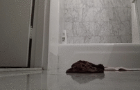 Cassie Picks the Best Turd out of the Pile